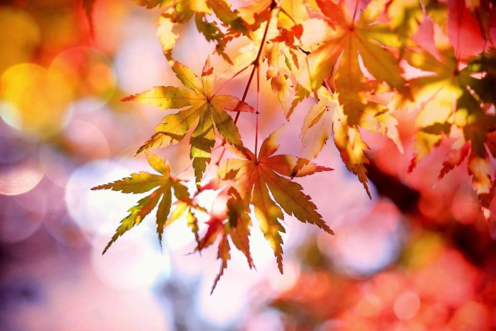 autumn-bellingham-lash-extensions-p (1)